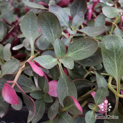 Crassula Purple Dragon - Fairy Crassula 2 Crassula Purple Dragon - Fairy Crassula - Image 2