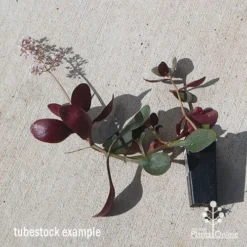 Crassula Purple Dragon - Fairy Crassula 10 Crassula Purple Dragon - Fairy Crassula -Plant Collection Sales Shop apo purple dragon tubestock august