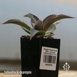 Mangave Purple People Eater - Succulent -Plant Collection Sales Shop apo purple people eater tubestock