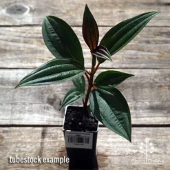 Tibouchina Purple Star -Plant Collection Sales Shop apo purple star tubestock above