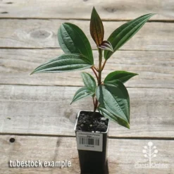 Tibouchina Purple Star -Plant Collection Sales Shop apo purple star tubestock top