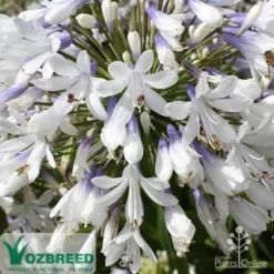Agapanthus Queen Mum -Plant Collection Sales Shop apo queen mum flower zoom