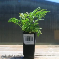 Humata - Rabbit's Foot Fern -Plant Collection Sales Shop apo rabbits foot fern tubestock