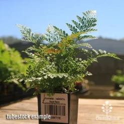 Humata - Rabbit's Foot Fern -Plant Collection Sales Shop apo rabbits foot fern tubestock 1