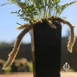 Humata - Rabbit's Foot Fern -Plant Collection Sales Shop apo rabbits foot tubestock legs
