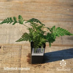 Humata - Rabbit's Foot Fern -Plant Collection Sales Shop apo rabbits foot tubestock top