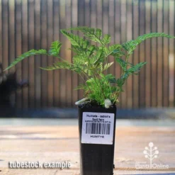 Humata - Rabbit's Foot Fern -Plant Collection Sales Shop apo rabbits foot tubestock2