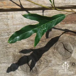 Grevillea Raptor -Plant Collection Sales Shop apo raptor leaf