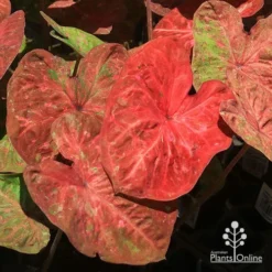 Caladium Raspberry Ripple - Angel Wings -Plant Collection Sales Shop apo raspberry ripple caladium deep