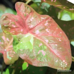 Caladium Raspberry Ripple - Angel Wings -Plant Collection Sales Shop apo raspberry ripple caladium leaf