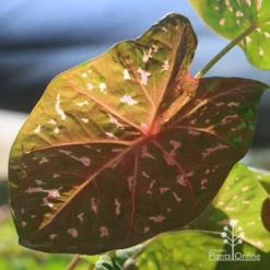 Caladium Raspberry Ripple - Angel Wings -Plant Collection Sales Shop apo raspberry ripple caladium leaf beneath
