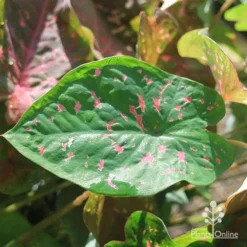 Caladium Raspberry Ripple - Angel Wings -Plant Collection Sales Shop apo raspberry ripple caladium leaf green