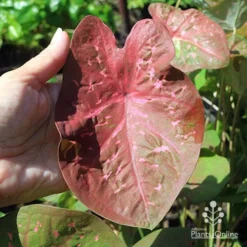 Caladium Raspberry Ripple - Angel Wings -Plant Collection Sales Shop apo raspberry ripple caladium leaf size