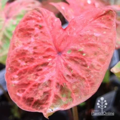 Caladium Raspberry Ripple - Angel Wings