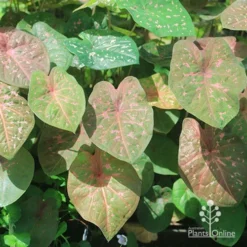 Caladium Raspberry Ripple - Angel Wings -Plant Collection Sales Shop apo raspberry ripple caladium leaves