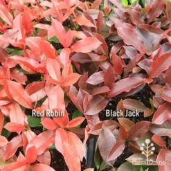 Photinia Black Jack -Plant Collection Sales Shop apo red robin black jack compare