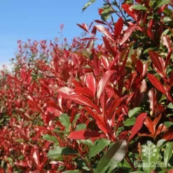Photinia Red Robin -Plant Collection Sales Shop apo red robin hedge nursery 1