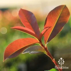 Photinia Red Robin -Plant Collection Sales Shop apo red robin new leaves backlit