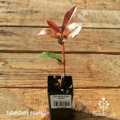 Photinia Red Robin -Plant Collection Sales Shop apo red robin tubestock