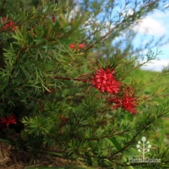 Grevillea Red Wings -Plant Collection Sales Shop apo red wings grevillea bush