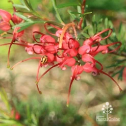Grevillea Red Wings -Plant Collection Sales Shop apo red wings grevillea flower ladybird