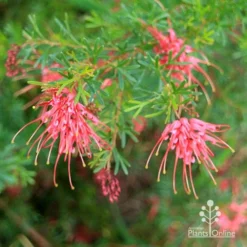 Grevillea Red Wings -Plant Collection Sales Shop apo redwings grevillea bush flowering