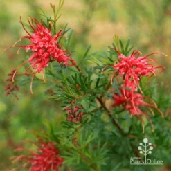 Grevillea Red Wings -Plant Collection Sales Shop apo redwings grevillea flowering
