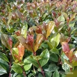 Syzygium Resilience - Lilly Pilly -Plant Collection Sales Shop apo resilience new leaf colour