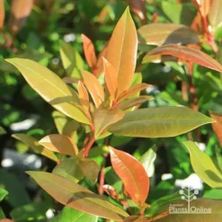 Syzygium Resilience - Lilly Pilly -Plant Collection Sales Shop apo resilience new leaves