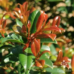 Syzygium Resilience - Lilly Pilly -Plant Collection Sales Shop apo resilience new orange leaf