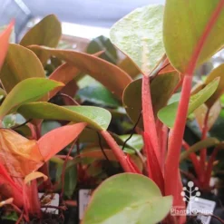 Philodendron Rojo Congo -Plant Collection Sales Shop apo rojo congo pink stems tubestock