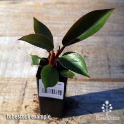 Philodendron Rojo Congo -Plant Collection Sales Shop apo rojo congo tubestock top