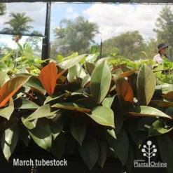 Philodendron Rojo Congo -Plant Collection Sales Shop apo rojo march