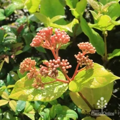 Rondeletia Amoena -Plant Collection Sales Shop apo rondeletia amoena buds july