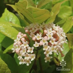 Rondeletia Amoena -Plant Collection Sales Shop apo rondeletia amoena flower