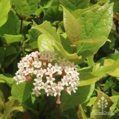 Rondeletia Amoena -Plant Collection Sales Shop apo rondeletia amoena flower leaf