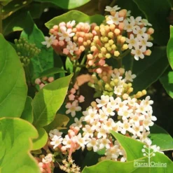 Rondeletia Amoena -Plant Collection Sales Shop apo rondeletia amoena flowers