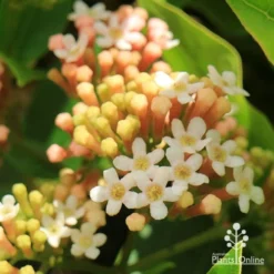 Rondeletia Amoena -Plant Collection Sales Shop apo rondeletia amoena flowers closeup