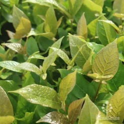 Rondeletia Amoena -Plant Collection Sales Shop apo rondeletia amoena foliage