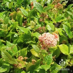 Rondeletia Amoena -Plant Collection Sales Shop apo rondeletia amoena plants