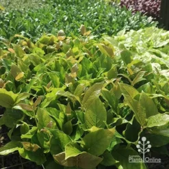 Rondeletia Amoena -Plant Collection Sales Shop apo rondeletia amoena tubestock plants