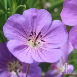 Geranium Rozanne -Plant Collection Sales Shop apo roseanne geranium close