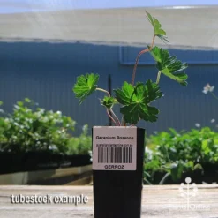 Geranium Rozanne -Plant Collection Sales Shop apo rozanne tubestock