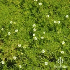Sagina Subulata Aurea – Scotch Moss -Plant Collection Sales Shop apo sagina aurea flowers