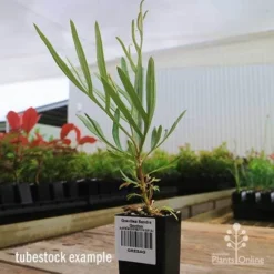 Grevillea Sandra Gordon -Plant Collection Sales Shop apo sandra gordon grevillea tubestock