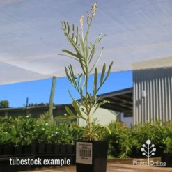 Grevillea Sandra Gordon -Plant Collection Sales Shop apo sandra gordon grevillea tubestock 1