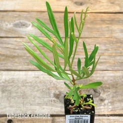 Grevillea Sandra Gordon -Plant Collection Sales Shop apo sandra gordon tubestock