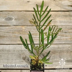 Grevillea Sandra Gordon -Plant Collection Sales Shop apo sandra gordon tubestock top