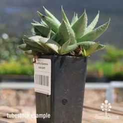 Haworthia Savanna - Succulent -Plant Collection Sales Shop apo savanna and pups