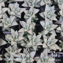 Haworthia Savanna - Succulent -Plant Collection Sales Shop apo savanna tubestocks
